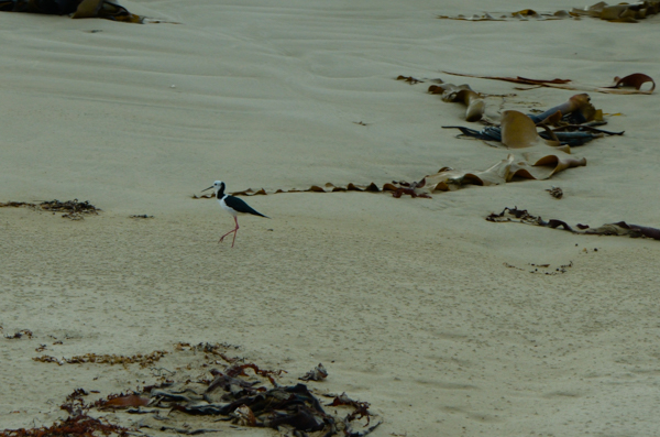 Pied Stilt