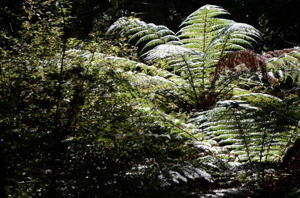 Tree fern