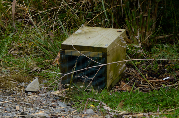 Predator Trap