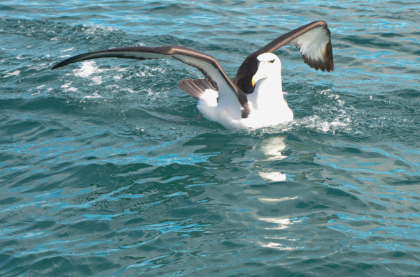 White-capped Albatross