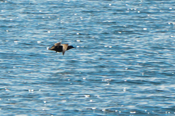 Sooty Shearwater