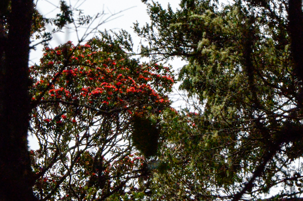 Southern rata