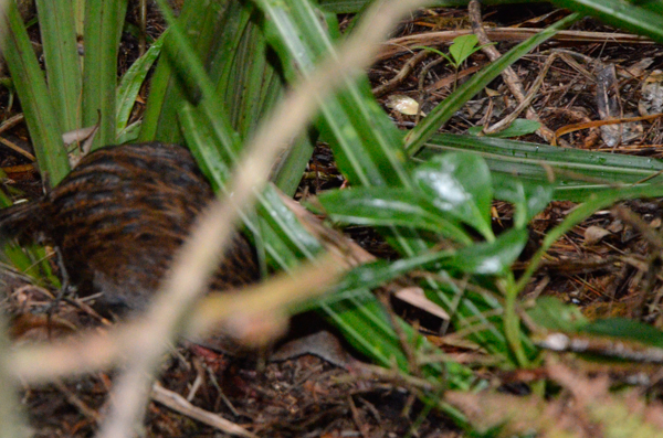 Stewart Island Weka