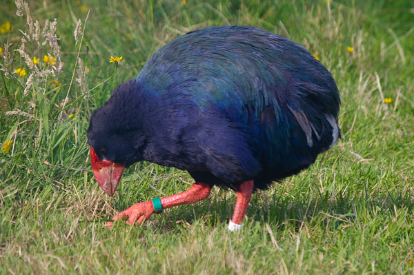 Takahe