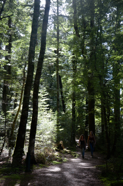 New Zealand Beech Forest