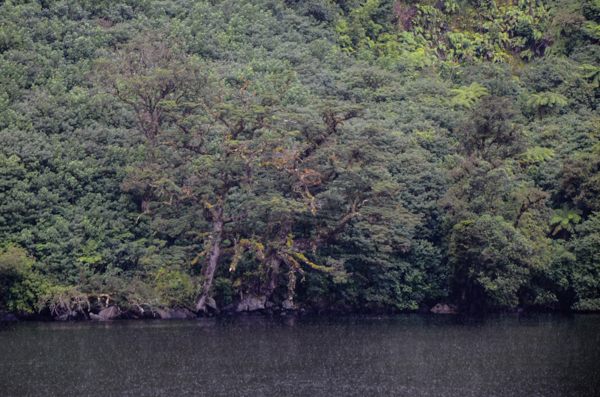 Beech Forest