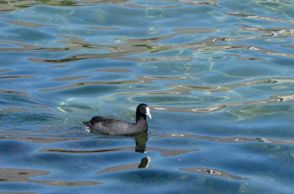 Australian Coot, Queenstown