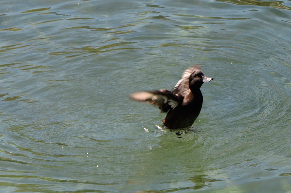 New Zealand Scaup, Queenstown