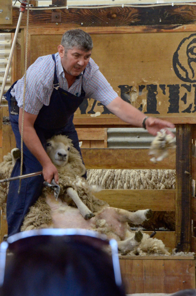 Shearing