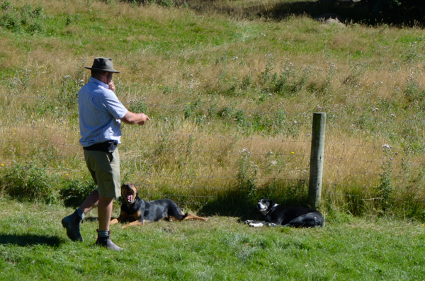 New Zealand Sheep Dogs