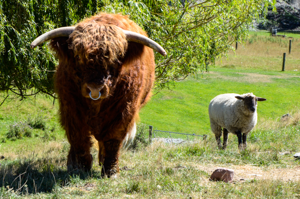 Highland Cattle