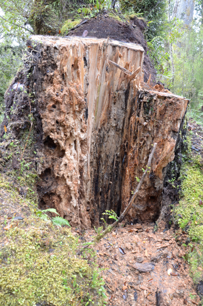 Tree Stump