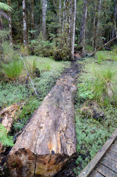 Fallen tree