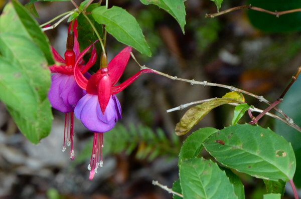 Fushia