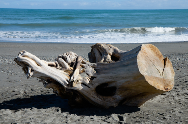 Driftwood