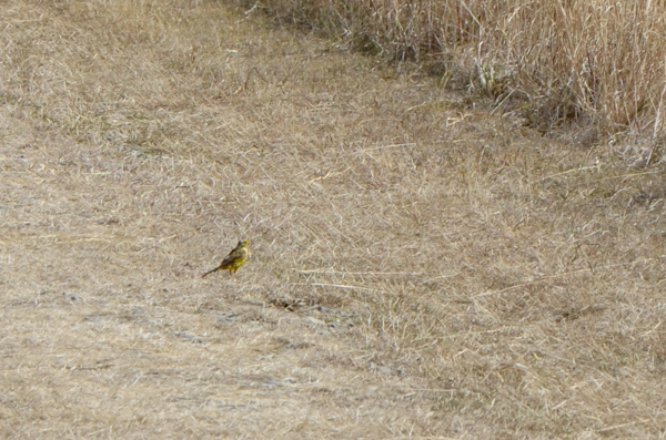 Yellowhammer