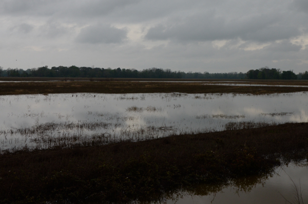 Flooded fields