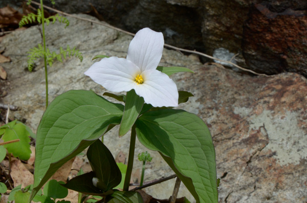 White trillium