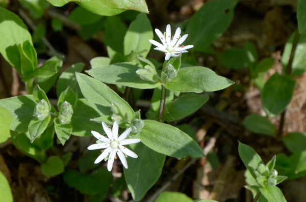 Chickweed
