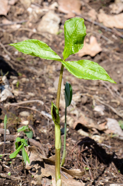 Jack-in-the-pulpit