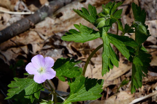 Wild Geranium