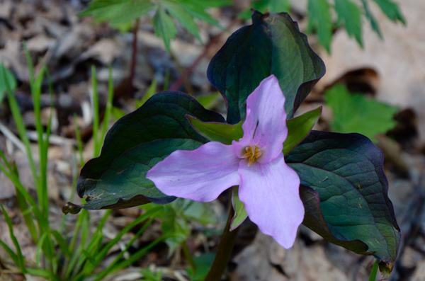 Dark foliage trillium
