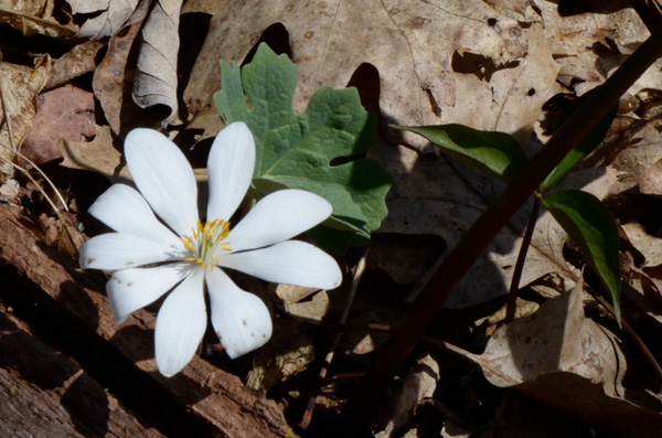 Bloodroot