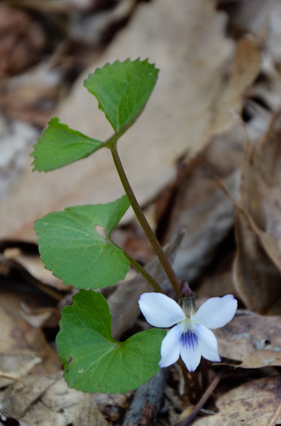 White violet