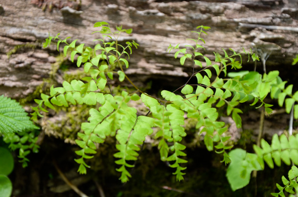 Maidenhair fern