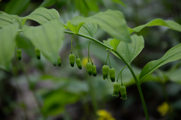 Solomon's Seal