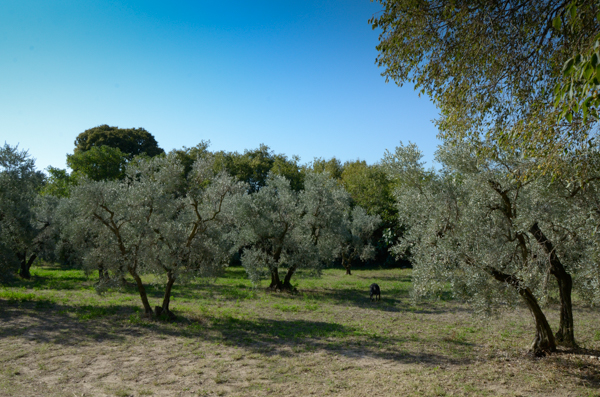 Olive trees