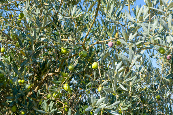 Olives