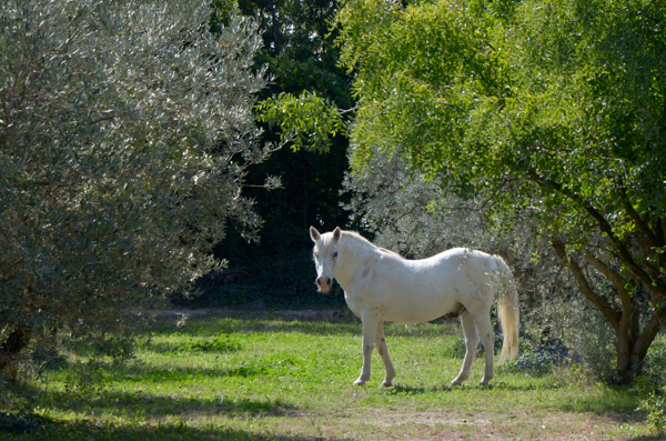 Camargue