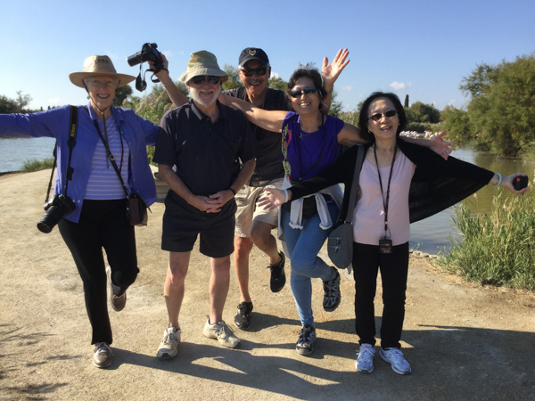 Flamingo mating dance
