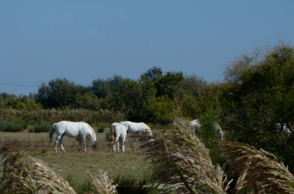 Camargue horses