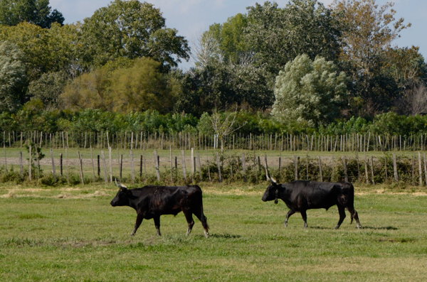 Camargue bulls