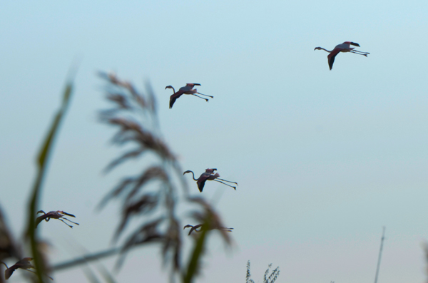 Flying flamingos