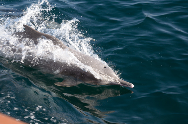 Dolphin