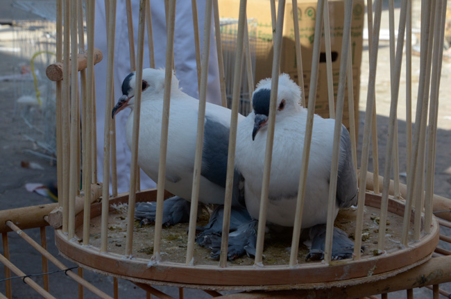 Fancy Chickens