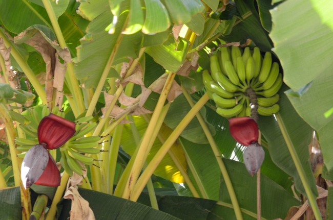 Banana trees