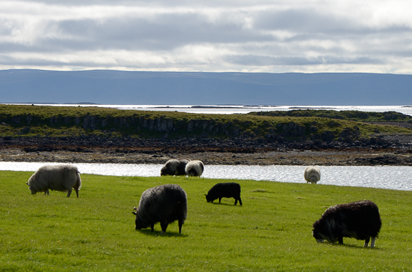 Icelandic Sheep