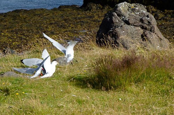 Arctic terns