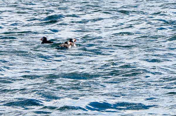 Puffins