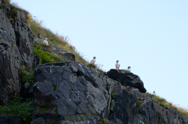 More puffins