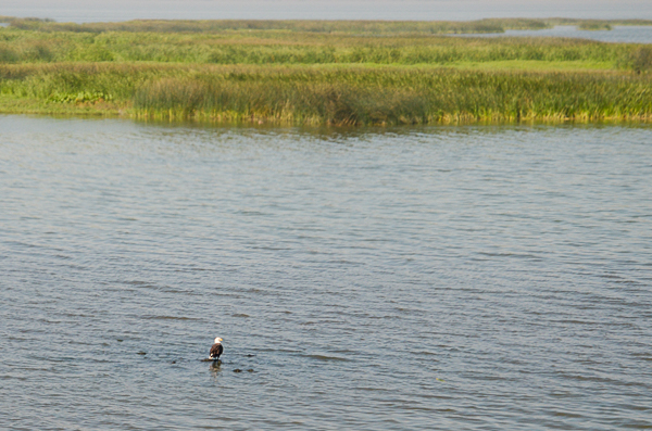Bald Eagle at Klamath Lake