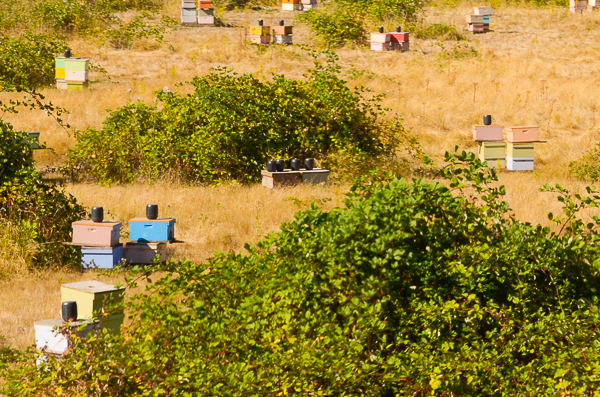 Bee Hives