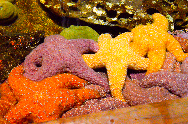 Starfish