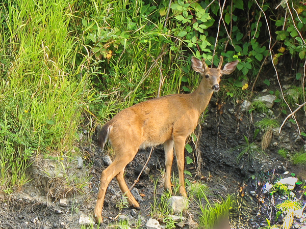 Black-tailed deer