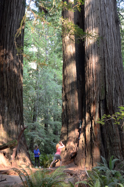 Redwoods