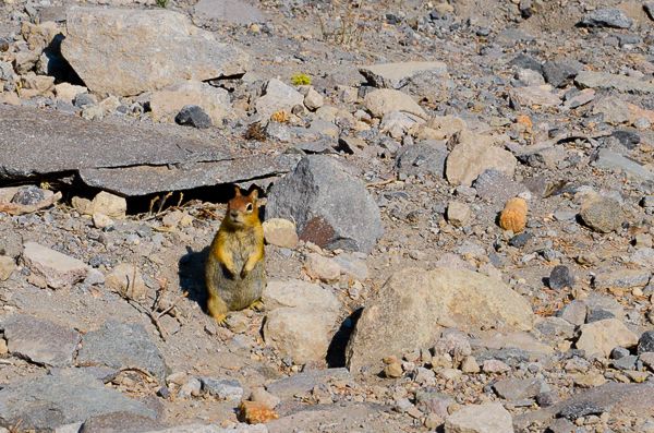 Golden-mantled ground squirrel